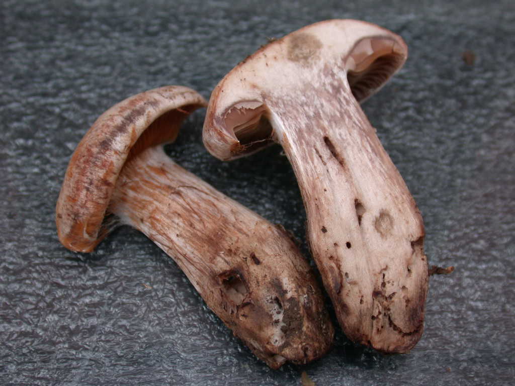 Fungo un p� insolito...